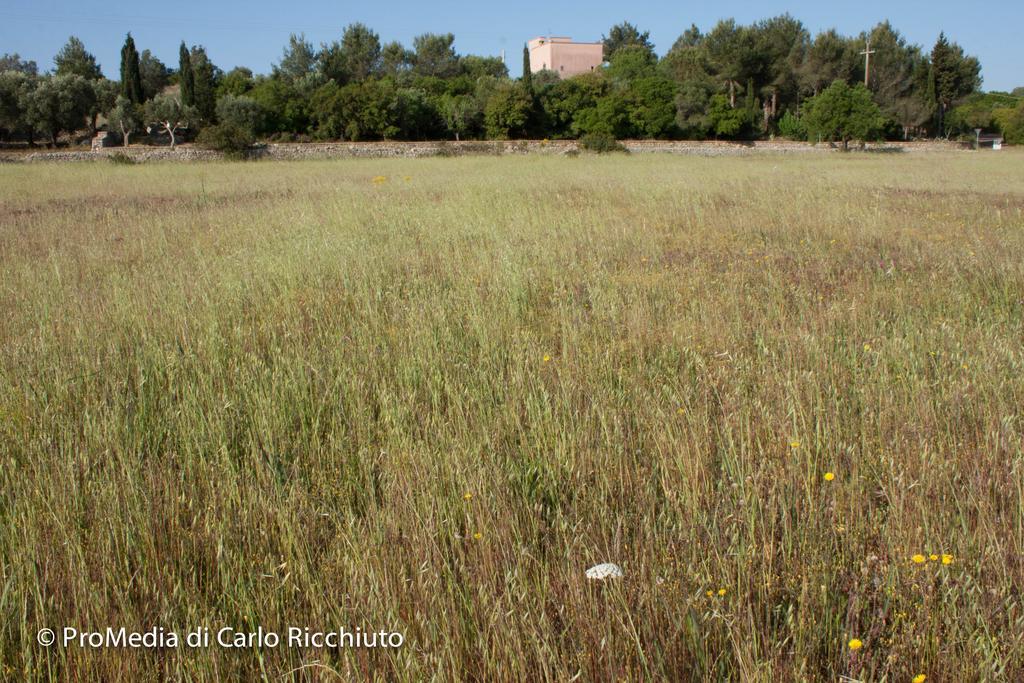 Masseria Moresano Bed and Breakfast Ugento Buitenkant foto